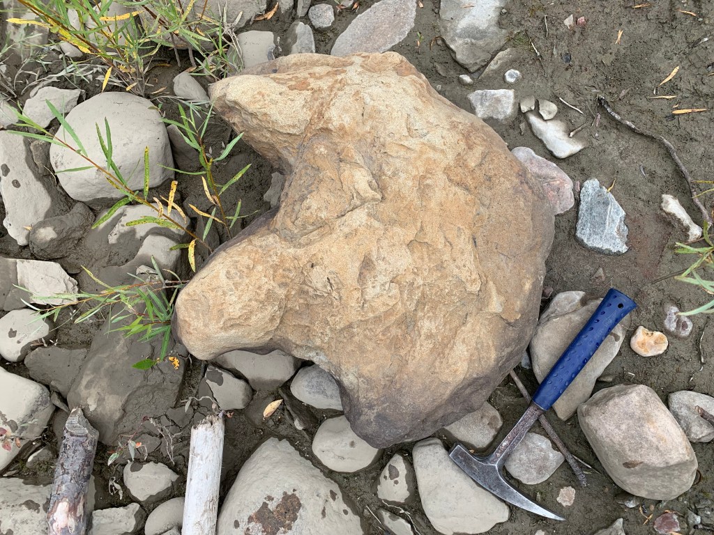 Large hadrosaur track with a rock hammer for scale, surrounded by grass and mud covered stones