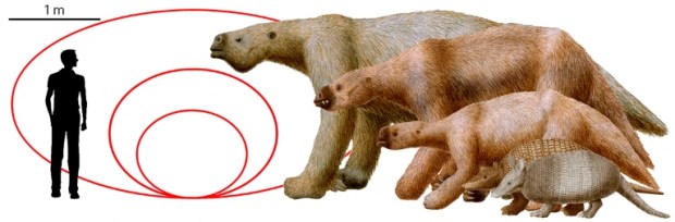 Paleoartist Renato Pereira Lopes’ reconstruction of several extinct ground sloths and armadillos and schematic representations of the dimensions of some caves found in South America. Artist credit to Renato Pereira Lopes as seen in Nature https://www.nature.com/articles/d41586-025-00216-x